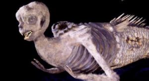 Archaeological forgery! The Fiji Mermaid
